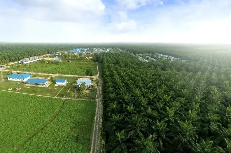 DSNG Cetak Kinerja Gemilang di Semester I 2025 Saatnya Beli