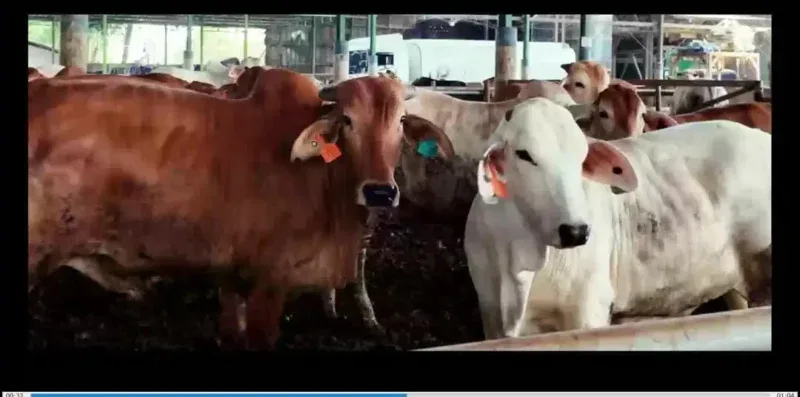 BEEF Ungkap MBG Belum Beri Dampak Nyata, Tapi Bikin Pede Penjualan Melejit!