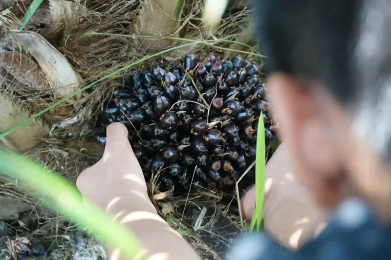 CPO Tembus 4.400 Ringgit! Simak Proyeksi Hingga 2026